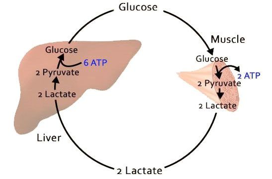 lactic acid in muscles diagram