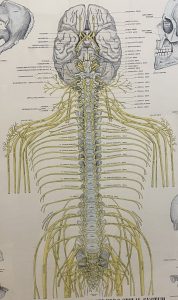 These are the nerves in our body